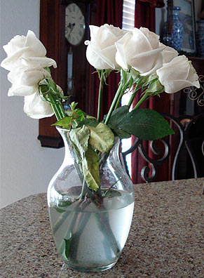 Wilted-Roses