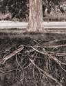 Growing Roots