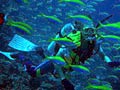 Into the Depths